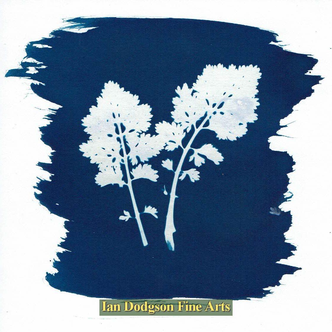 Gill Hughes - woodland plants Cyanotype Monoprint (2018)